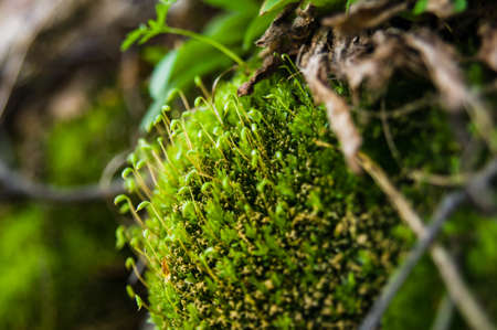 Green moss growing on a rock. Macro