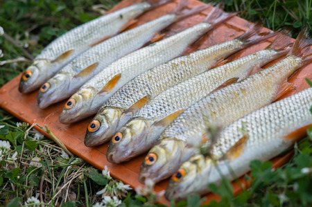 fresh catch of roach fish in forest lakeの写真素材