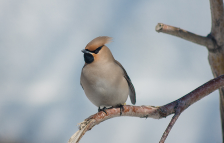 Young waxwing sitting among branches on a sky backgroundの写真素材