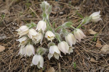 White blossoming pasque-flower in a forest glade. close-up photoの写真素材
