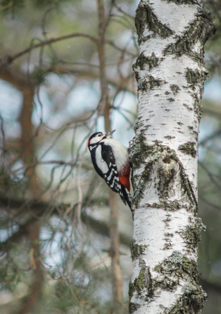 The woodpecker sits on the trunk of the birch and cuts the barkの写真素材