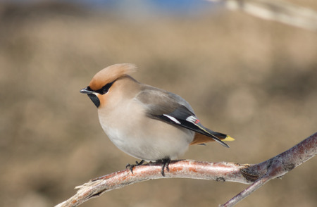 Young waxwing sitting among branches on a sky backgroundの写真素材