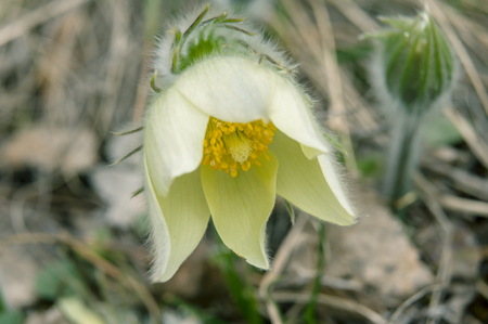 White blossoming pasque-flower in a forest glade. close-up photoの写真素材