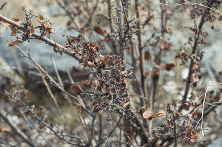 Branches of a dead shrub with dried leaves. Abstract backgroundの写真素材