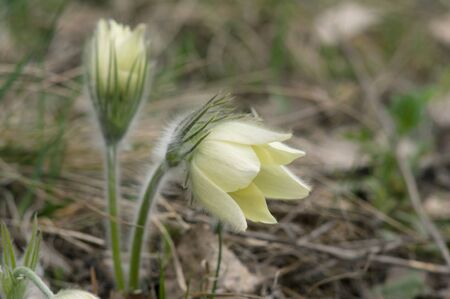 White blossoming pasque-flower in a forest glade. close-up photoの写真素材