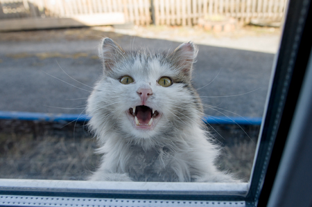 White fluffy cat peeking out the windowの写真素材
