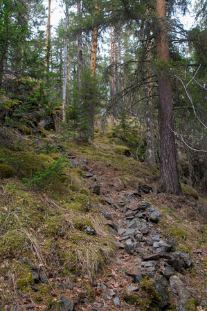 A path of stones among the wild dense forestの写真素材