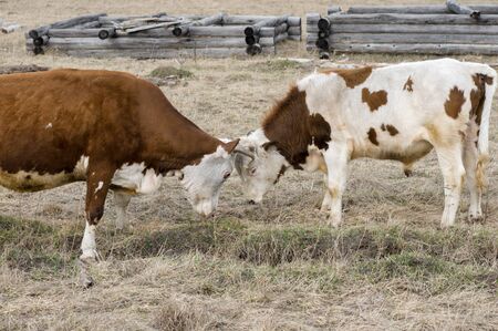 Two cows graze on the spring field next to the villageの写真素材