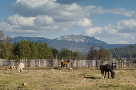 Horses graze on the spring field in the background of mountainsの写真素材