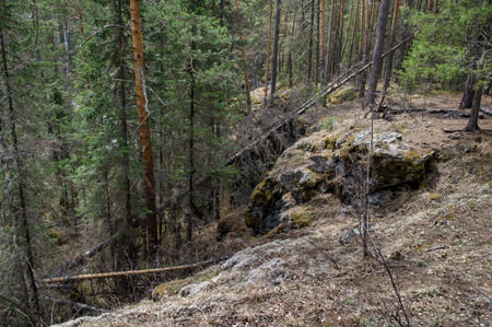 Wild dense forest grows on the slopes of the mountainの写真素材