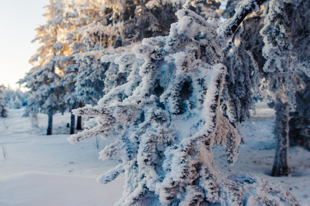 Snow-covered forest in the mountains at dawn. Winter landscape.の写真素材