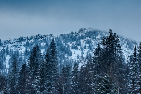 Snow-covered forest in the mountains at dawn. Winter landscape.の写真素材