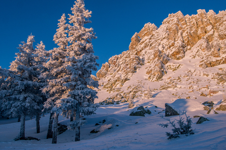 Snow-covered forest in the mountains at dawn. Winter landscape.の写真素材