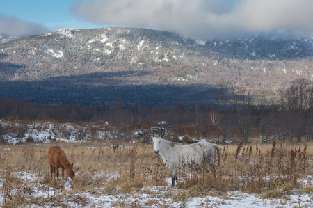 horses graze on the autumn field at the foot of the mountainの写真素材