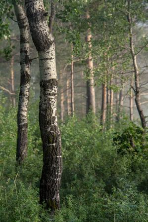 foggy forest in the early summer morning. landscapeの写真素材