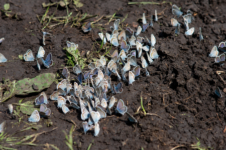 hundreds of little butterflies are sitting on the ground. macroの写真素材
