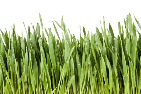 Fresh green grass and water dropsの写真素材