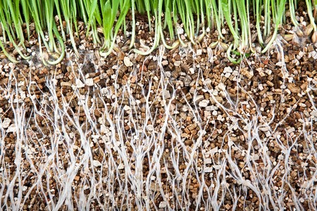 Fresh green grass root growing on vermiculite