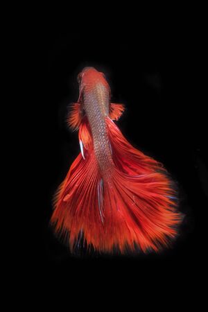 Siamese fighting fish in black backgroundの写真素材