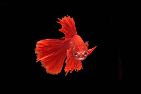 Siamese fighting fish in black backgroundの写真素材