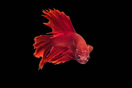 Siamese fighting fish in black background