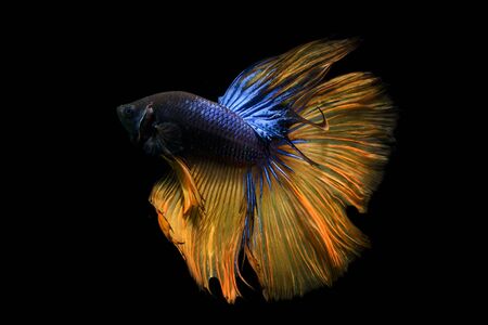 Siamese fighting fish in black backgroundの写真素材