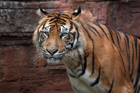 Close up of Sumatran tigerの写真素材