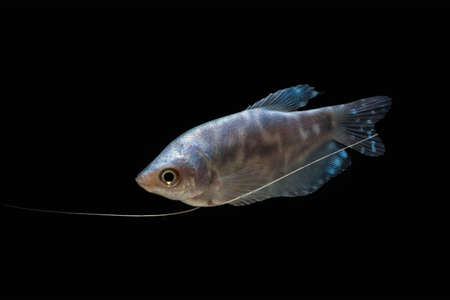 The three spot gourami (Trichopodus trichopterus), also known as the opaline gourami,