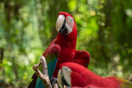 red and blue macawの写真素材