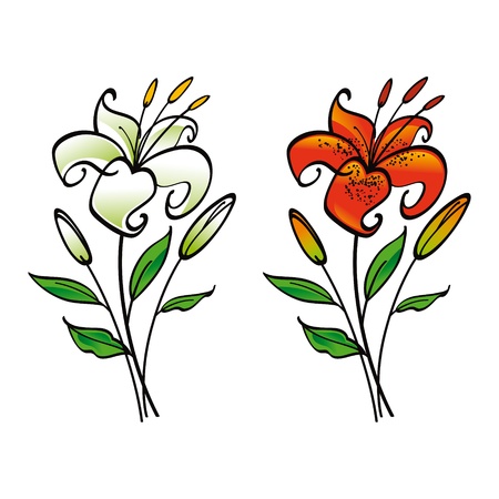 White and Tiger Lily flower floraのイラスト素材