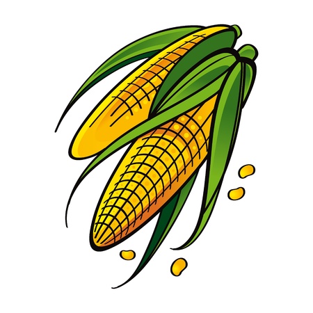 Yellow Corn with leaves seed vegetable food market garden harvestのイラスト素材