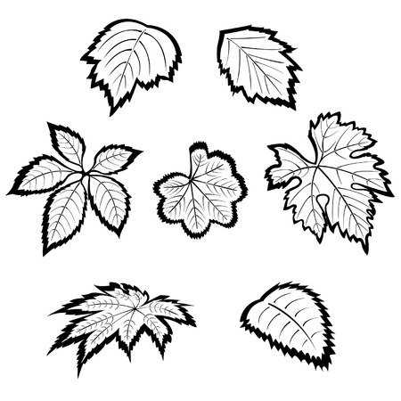 Set of different hand-drawn leavesのイラスト素材