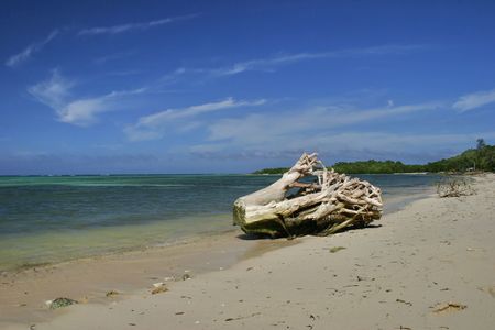 Old snag on the beachの写真素材