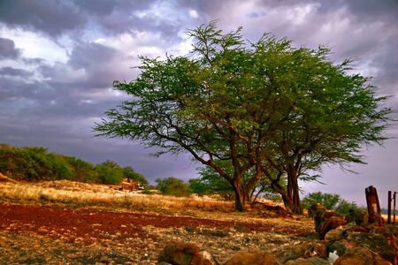 Sunset tree of Hawaii. Photographed on Big Island. Hawaii. USAの写真素材