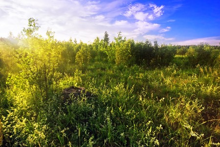 Summer field under blue sky の写真素材