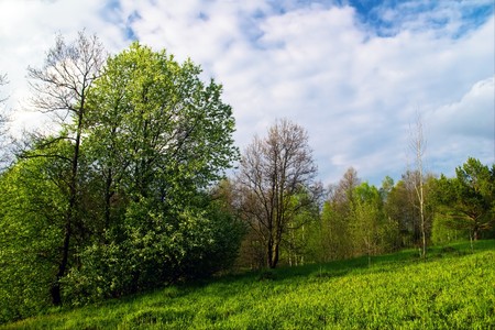 Summer field under blue skyの写真素材