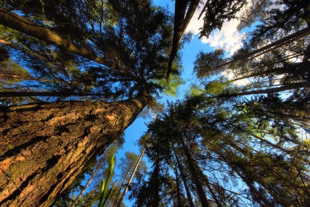 Summer forest in sunny weather の写真素材