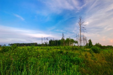 Sunset in summer fieldの写真素材