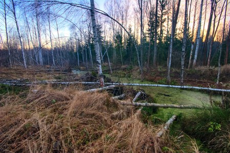 Autumn Lake in gloomy cold weather の写真素材