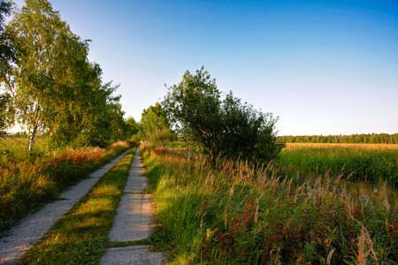 Summer field under blue sky の写真素材