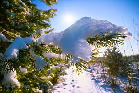 Winter landscape with fir-treesの写真素材