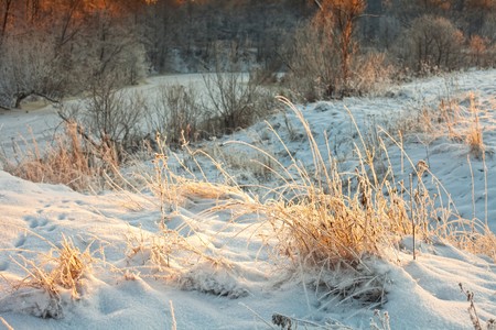 Frozen grass in sunshine の写真素材