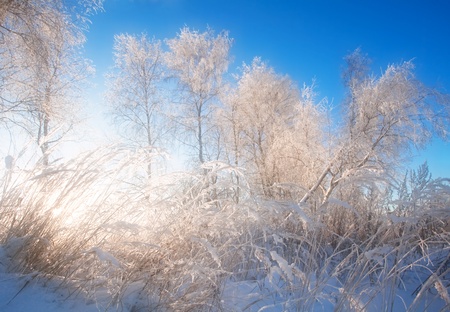 Winter field under blue sky の写真素材