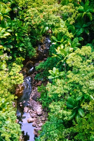Small creek in the jungle of Big island. Hawaii. USA の写真素材