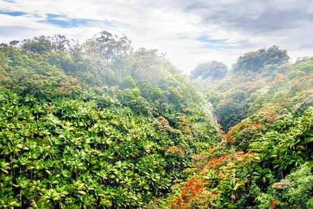 Mounts and jungle in foggy weather. Big island. Hawaii. USA の写真素材