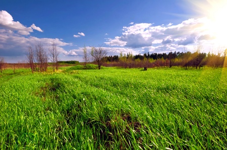 Summer field under blue sky の写真素材
