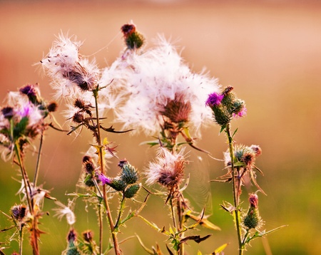 Spiny flower of thorn close-up in sunset rays with blurred background. の写真素材