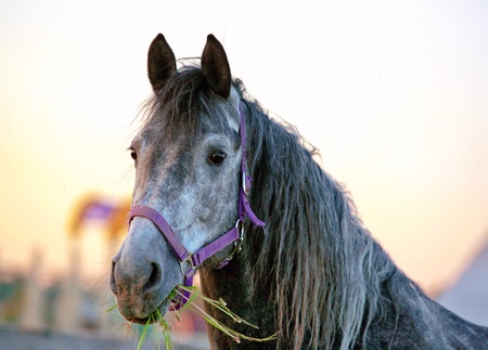 horse standing in a field chewing on grass against the sky の写真素材