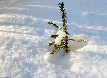 The young fur-tree in snow driftの写真素材