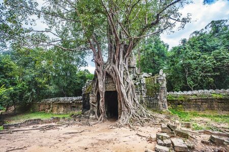 Entrance in the roots in Angkor Wat complex, Cambodia